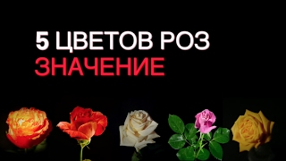 Значение цвета. Что означают цвета роз? | 5 цветов розы и значения!