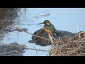 【野田市の野鳥】　カワセミ common kingfisherのメス（座生川　Ｈ25.12.17）