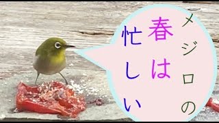 Votavera   庭にやってくるメジロ　メジロ物語　#野鳥と暮らすvlog