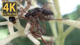 【ASMR】ヒメアシナガコガネの交尾の音　集団で花粉にかぶりついていますが、ワンペアだけに注目して撮影しました。後ろ足を伸ばす姿がとても可愛いです。色の変異を楽しめます。