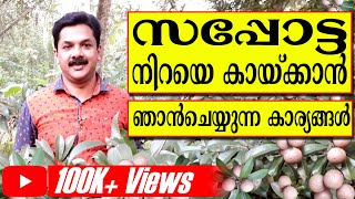 Chikoo Farming | Suppotta Krishi | സപ്പോട്ട നിറയെ കായ്ക്കാൻ ഞാൻ ചെയ്യുന്ന കാര്യങ്ങൾ