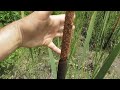 typha laxmannii common name graceful cattail is a wetland plant species