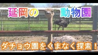 【延岡市】延岡の動物園「ダチョウ園」 2016年10月撮影