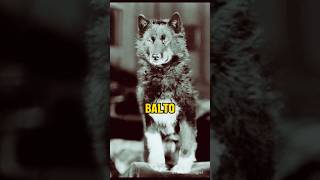 The Tale of Balto: Heroic Husky Sled Dog Saves Nome, Alaska