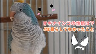 オキナインコの性格は？4年間暮らしてわかったこと