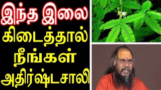 இந்த இலை கிடைத்தால் நீங்கள் அதிர்ஷ்டசாலி | Sattaimuni Nathar | Thottal surunki