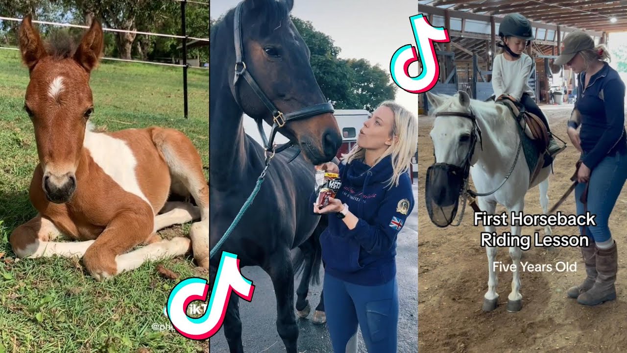 The Cutest HORSES Equestrian TikTok Compilation #191 - YouTube