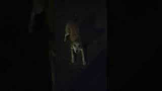 Night Dog Fight | Dangerous Dog Fight To Dog