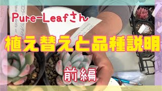 【多肉植物】Pure-Leafさんで買った子の植え替えと品種説明♪