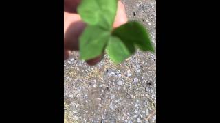 I Found a Four-Leaf Clover