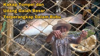 Ikan Kakap Tompel Besar dan Udang Galah Jumbo Terperangkap di Dalam Bubu