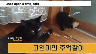 [어쩌다고양이] 고양이들의 추억팔이 Once upon a time, cats...