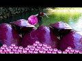 😱😱Pry open the giant purple clam, filled with enchanting purple pearls, it's incredibly beautiful