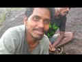 wild dates best nutrition diet araku tribal people alluri district