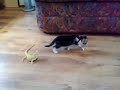 kitten and lizard