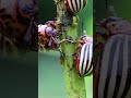 colorado potato beetles plant pest insects vermin. colorado shorts insects videos channel