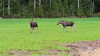 Hirviä pellolla