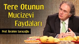Tere Otunun Mucizevi Faydaları | Prof. İbrahim Saraçoğlu
