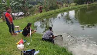 Strike Keli 8.2kg Snowball Mosokohon Fishing Park Piuludan 1.2.2022- Tn. Girik.Tahniah!!!👏👏👏