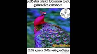 බ්‍රහ්ම මන්ත්‍රය💐🙏