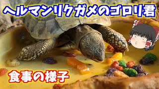 ヘルマンリクガメのゴロリ君の食事の様子【ゆっくり実況】