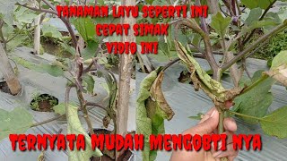 Cara Paling Ampuh Mengobati Layu Fusarium Layu Bakteri Busuk Pangkal Batang