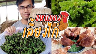 แหนแดงเลี้ยงไก่ การใช้ประโยชน์จากแหนแดง เพื่อลดต้นทุนค่าอาหารสัตว์