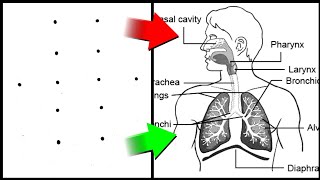 Dots turns into Human Respiratory System Diagram ✅ how to draw Respiratory System Diagram ✅