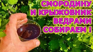 КРЫЖОВНИК СО СЛИВУ СМОРОДИНА С ВИШНЮ как вырастить? Пять советов как вырастить крупные ягоды!