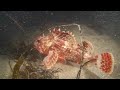 scorpion fish