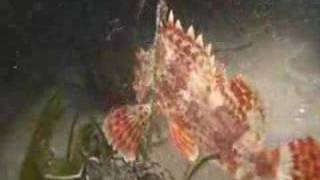 Scorpion Fish