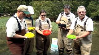 Endangered Mussels Released into the Clinch River, Largest Release in Eastern US