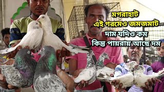 Magrahat pigeon market price update #kalduma #naptapigeon #madrasi_pigeon #giribaz #pigeon_market