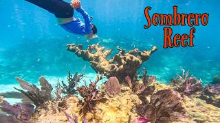 SOMBRERO REEF | Snorkel The Most INCREDIBLE Reef in The Florida Keys - Amazing 4K!!