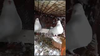 Modina king breeding pair 3000 #pigeon