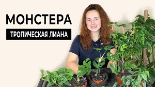 Монстеры – тропические лианы. Уход, размножение.