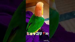 シロハラインコ華ちゃん🐥（🍦🚀🌏👀🎤♫）