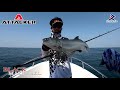 ล่ากุเลาพัทยา light jigging pattaya คันเบ็ด black mackerel rigger