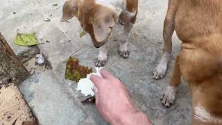 Feeding milk rice to the three mange infected street puppies.