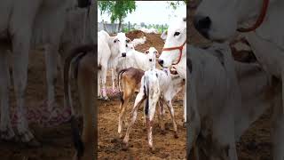 ఆవు ఉన్న చోట సకల సంపదలు | Cow and Farmer  #Shorts