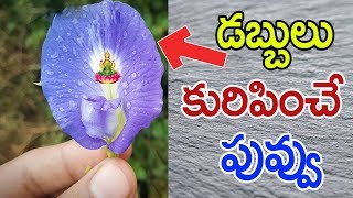 how to get more money with this plant||aparaajitha plant uses