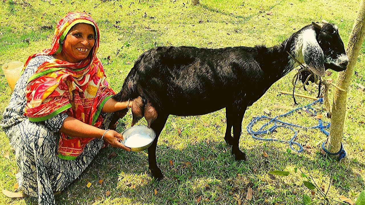 Village Goat Milking By Hand | How To Milk A Goat By Hand | Milking ...