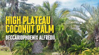 Hight plateau coconut palm (Beccariophoenix alfredii): The Green Oasis of the Arid Highlands.