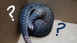 Meet the Endangered Pangolin