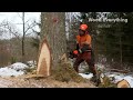 Incredible Fastest Skill Huge Tree Felling With Chainsaw, Dangerous Stihl Chainsaw Cutting Tree Down