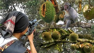 BERBURU PULUHAN HAMA LIAR YANG MENGHABISKAN BUAH DURIAN PETANI..