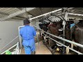 A Day in the Life of a Dairy Farmer in New Zealand.