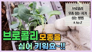 [브로콜리 키우기 part 1.]텃밭에서 브로콜리🥦 모종을 심어 키워요~!!(커피