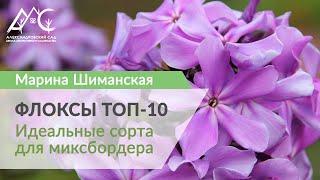 Топ 10 сортов метельчатых флоксов для миксбордера