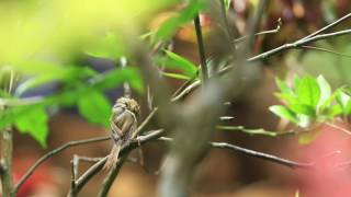 ♪鳥くん野鳥動画（小笠原・母島）ハシナガウグイス羽のお手入れJapaneseBushWarbler